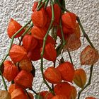 PHYSALIS