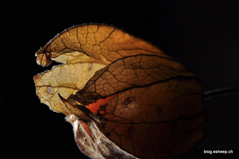 Physalis