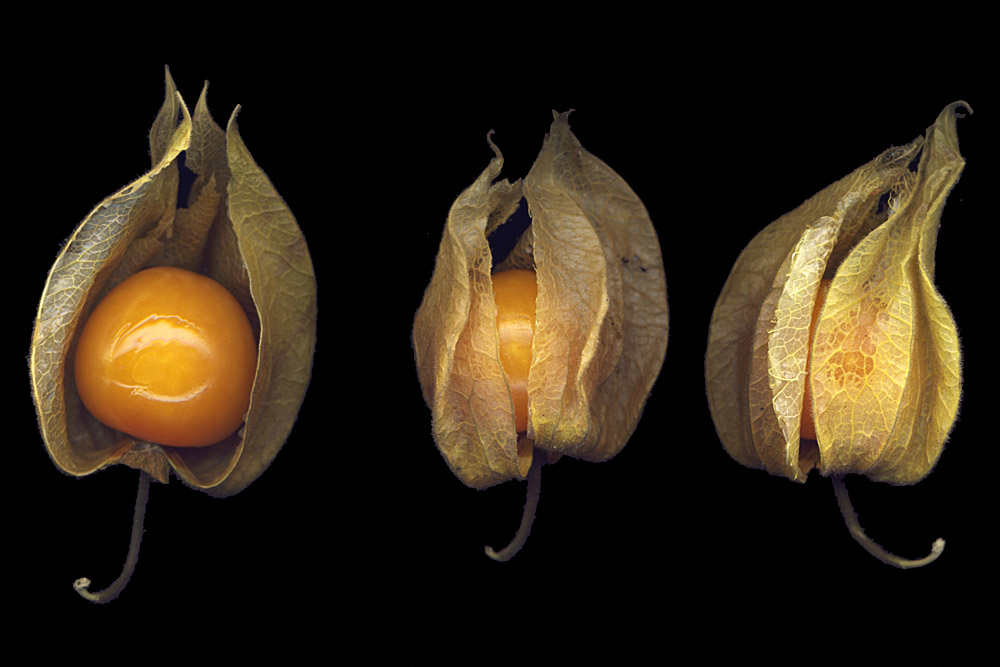 Physalis