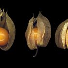 Physalis