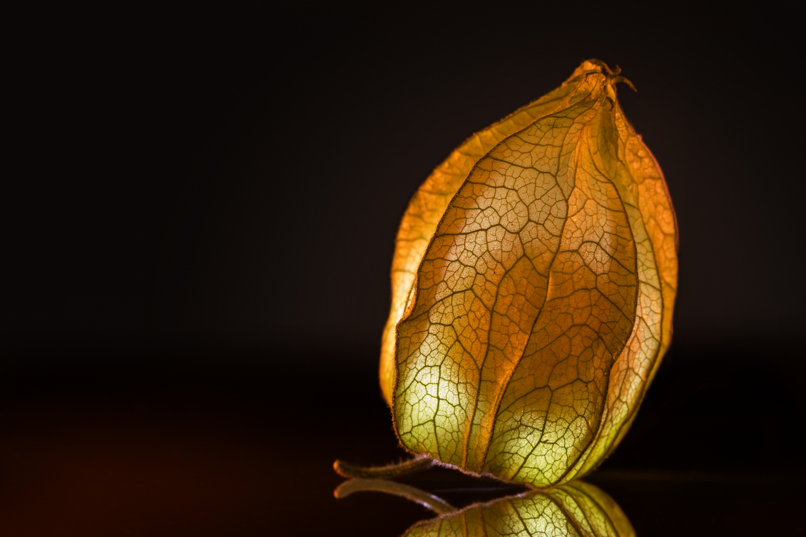 Physalis