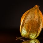 Physalis