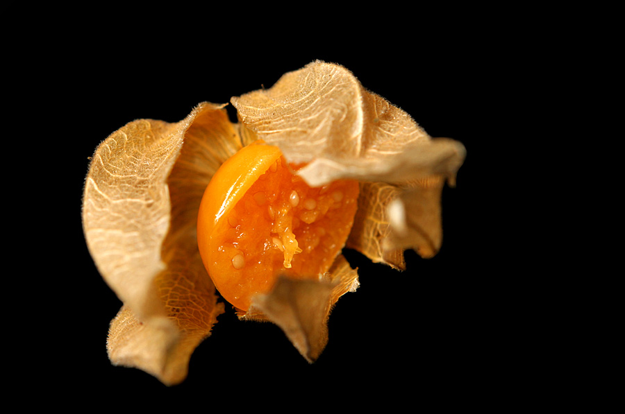 Physalis