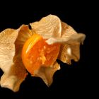 Physalis