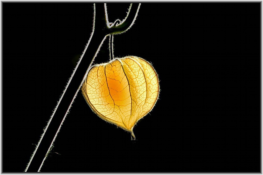 Physalis