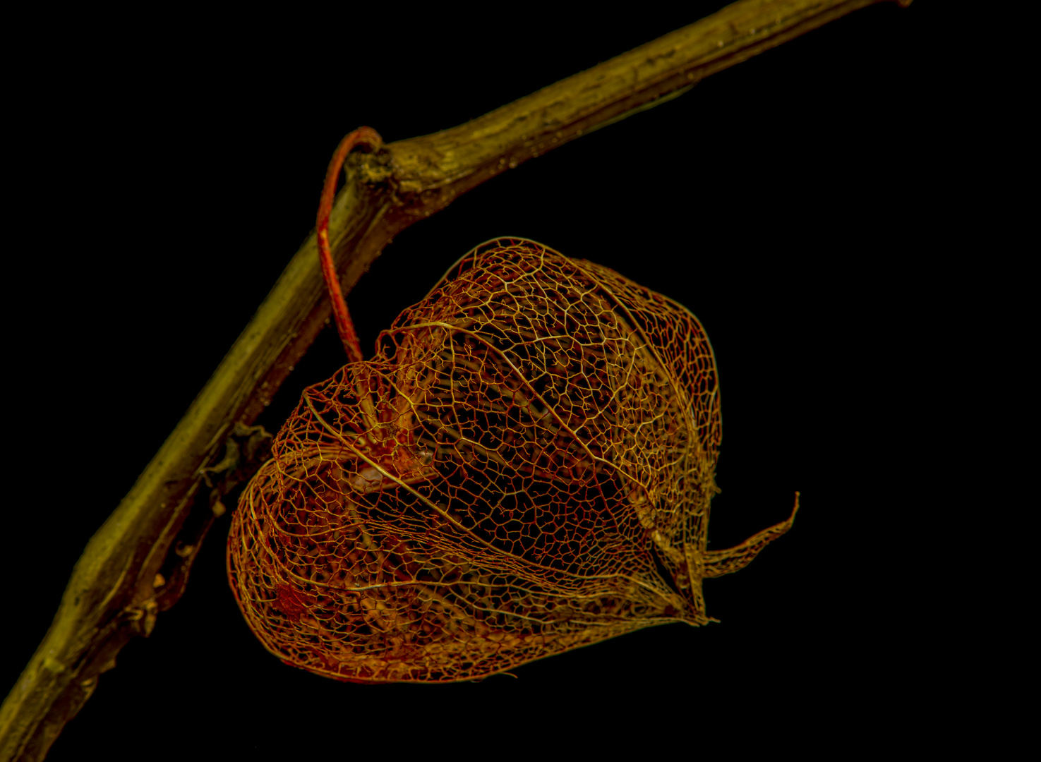 Physalis