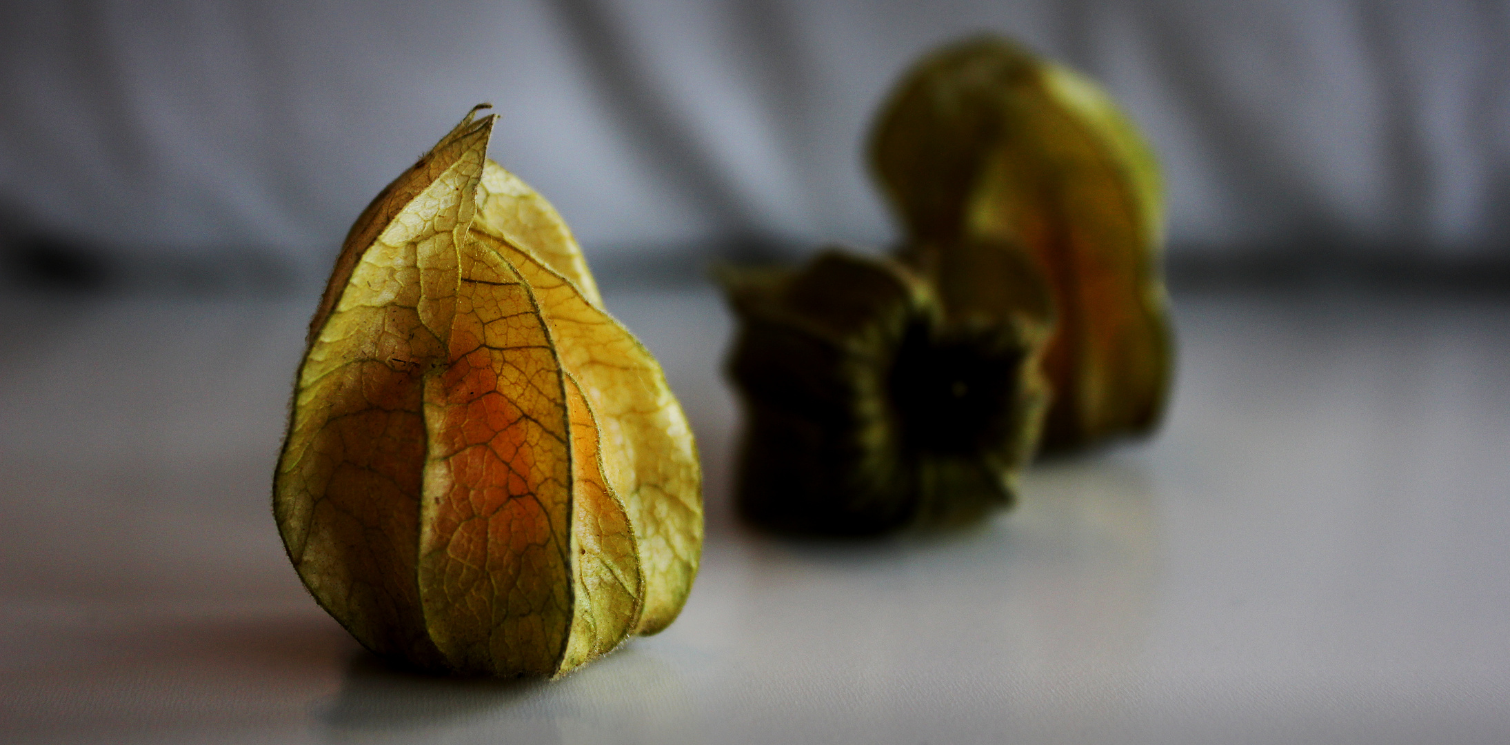 Physalis