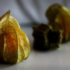 Physalis