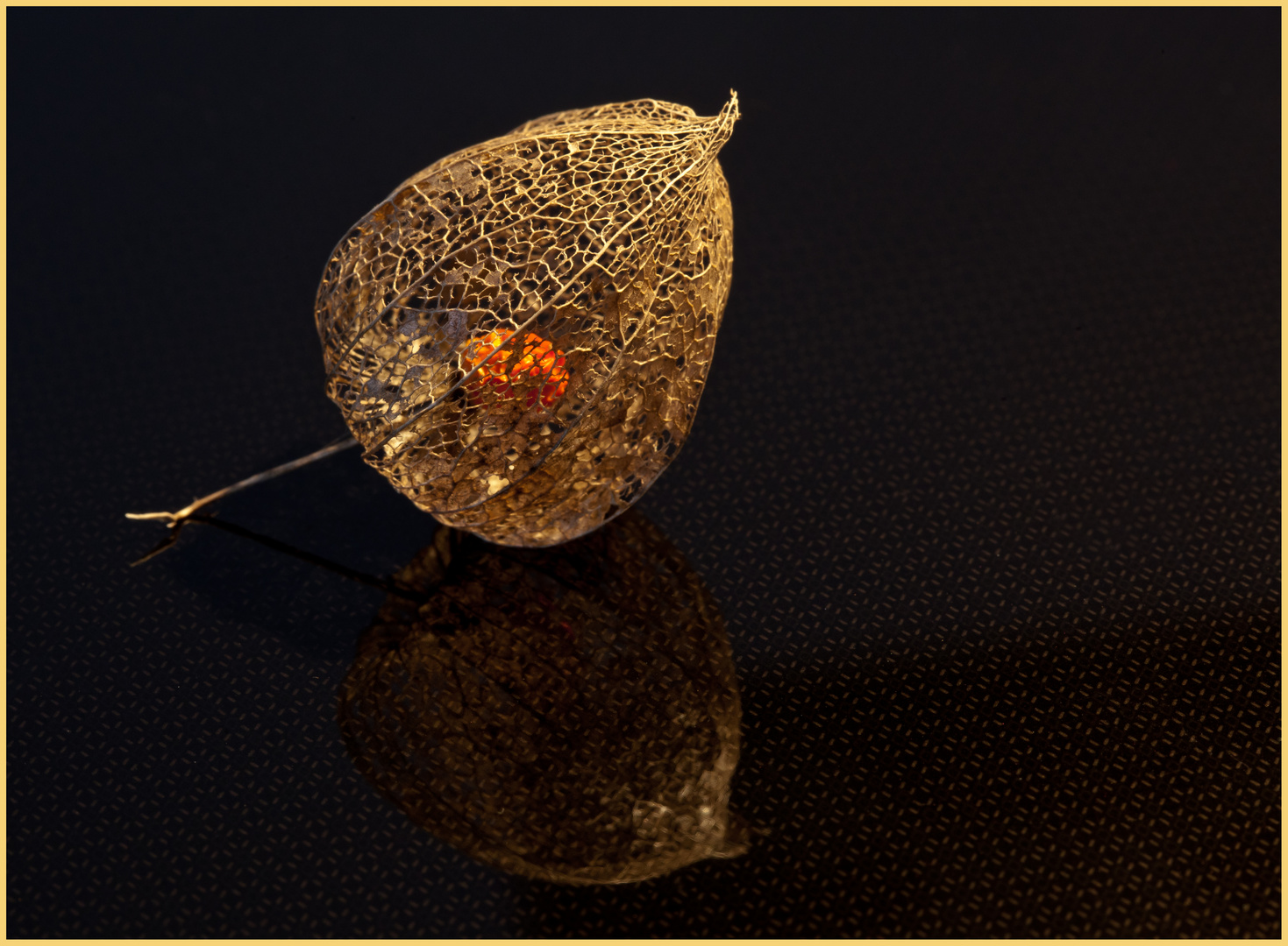 Physalis