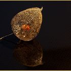 Physalis