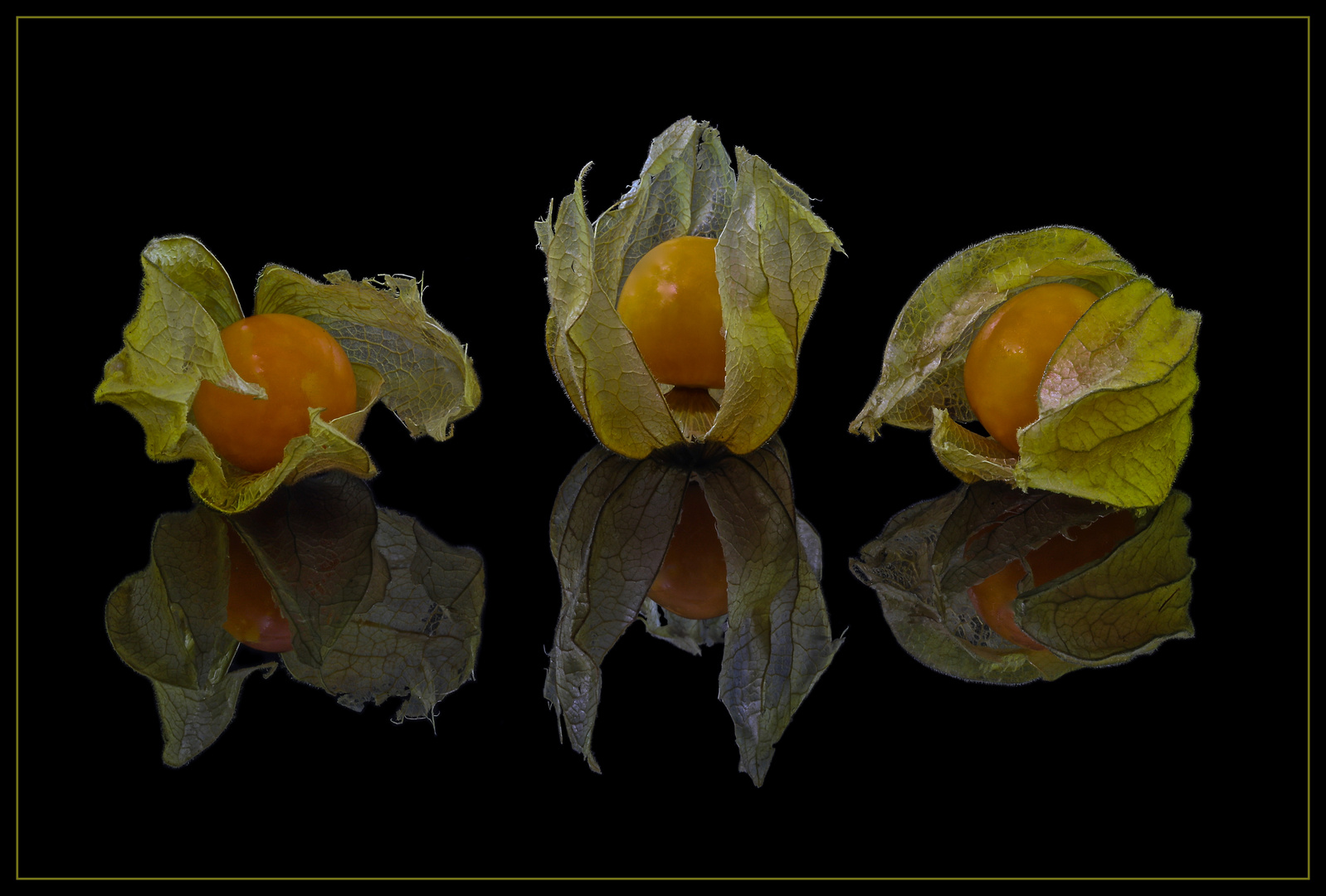 Physalis