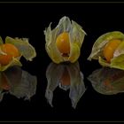 Physalis