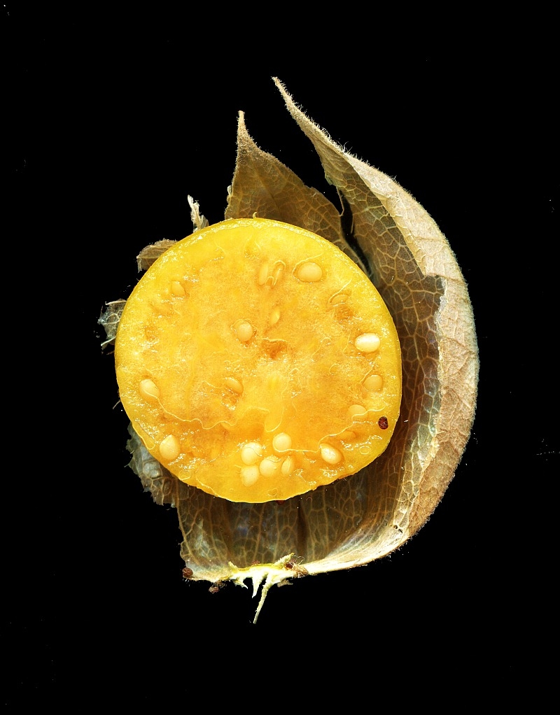 Physalis 