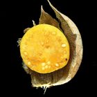 Physalis 