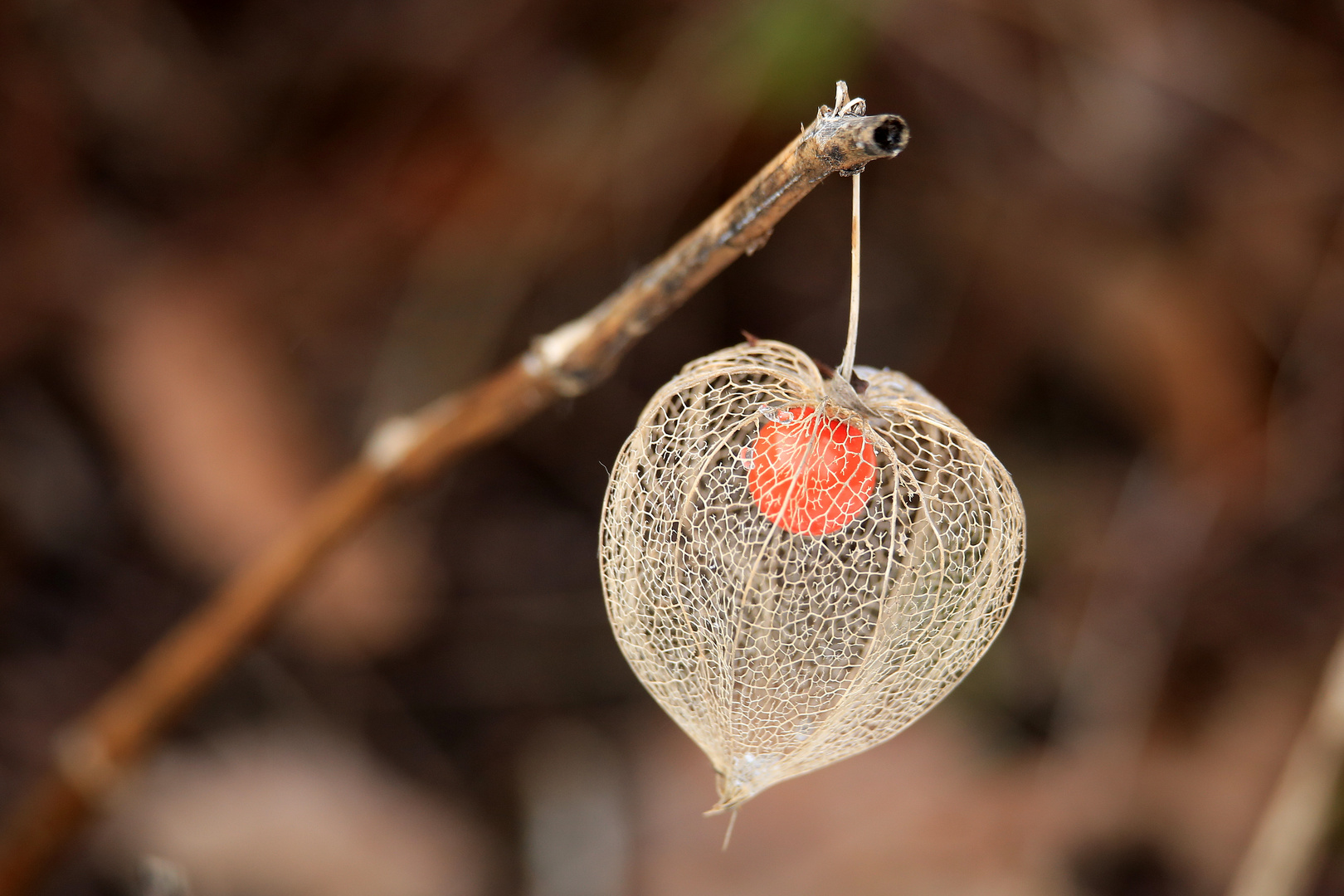 Physalis