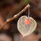 Physalis