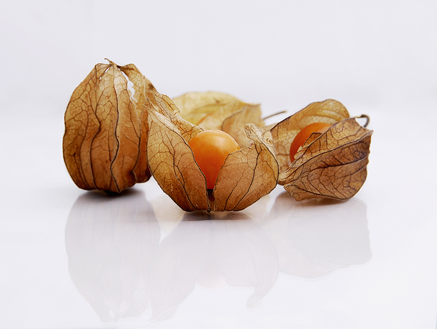 Physalis