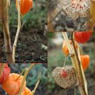 Physalis