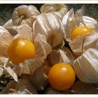 Physalis