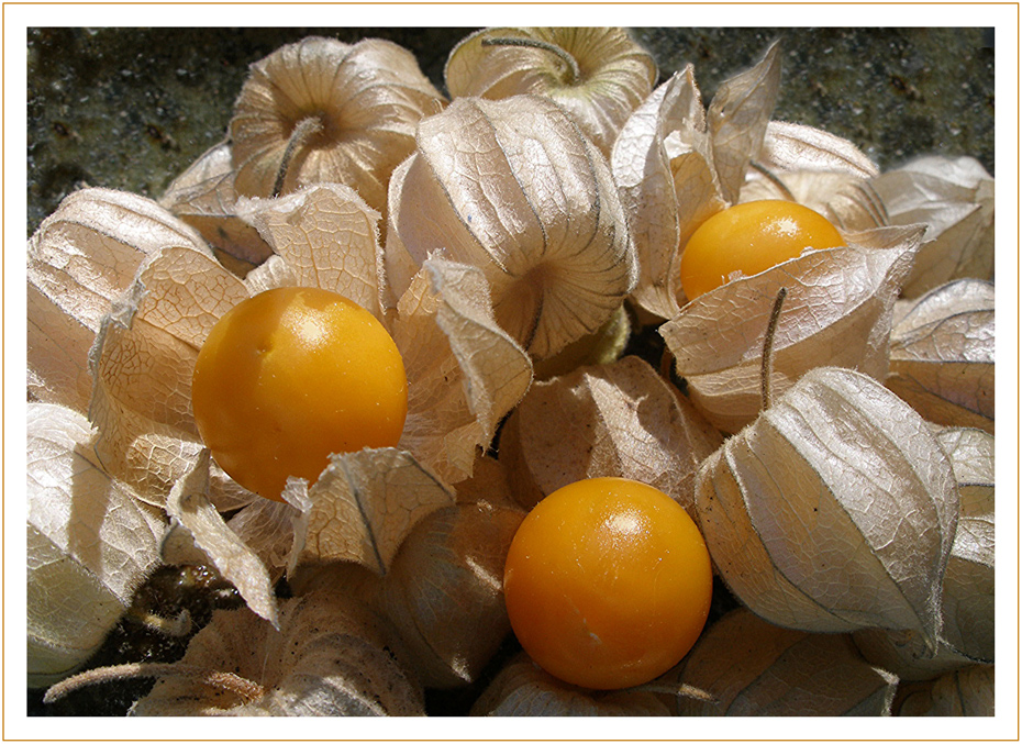 Physalis