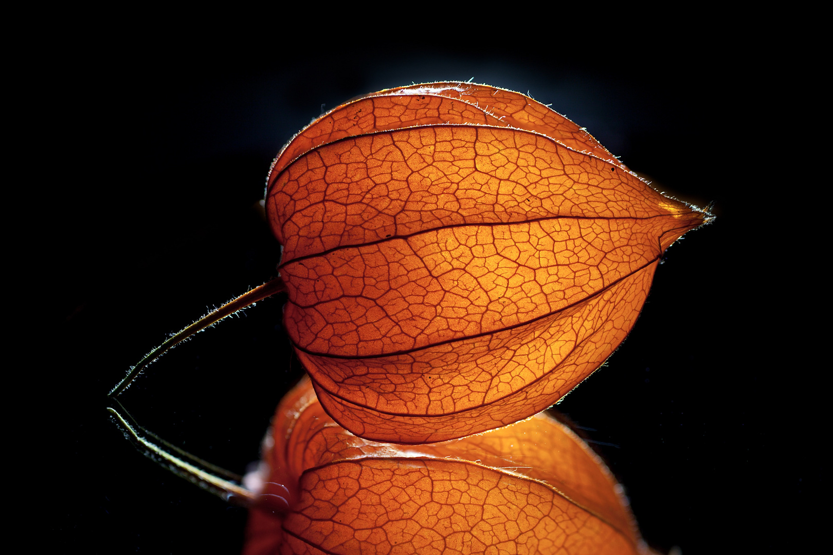 Physalis 