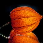 Physalis 