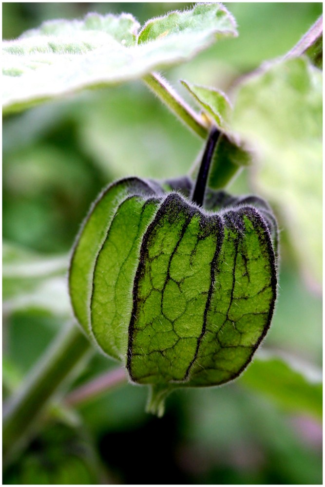 Physalis