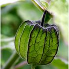 Physalis