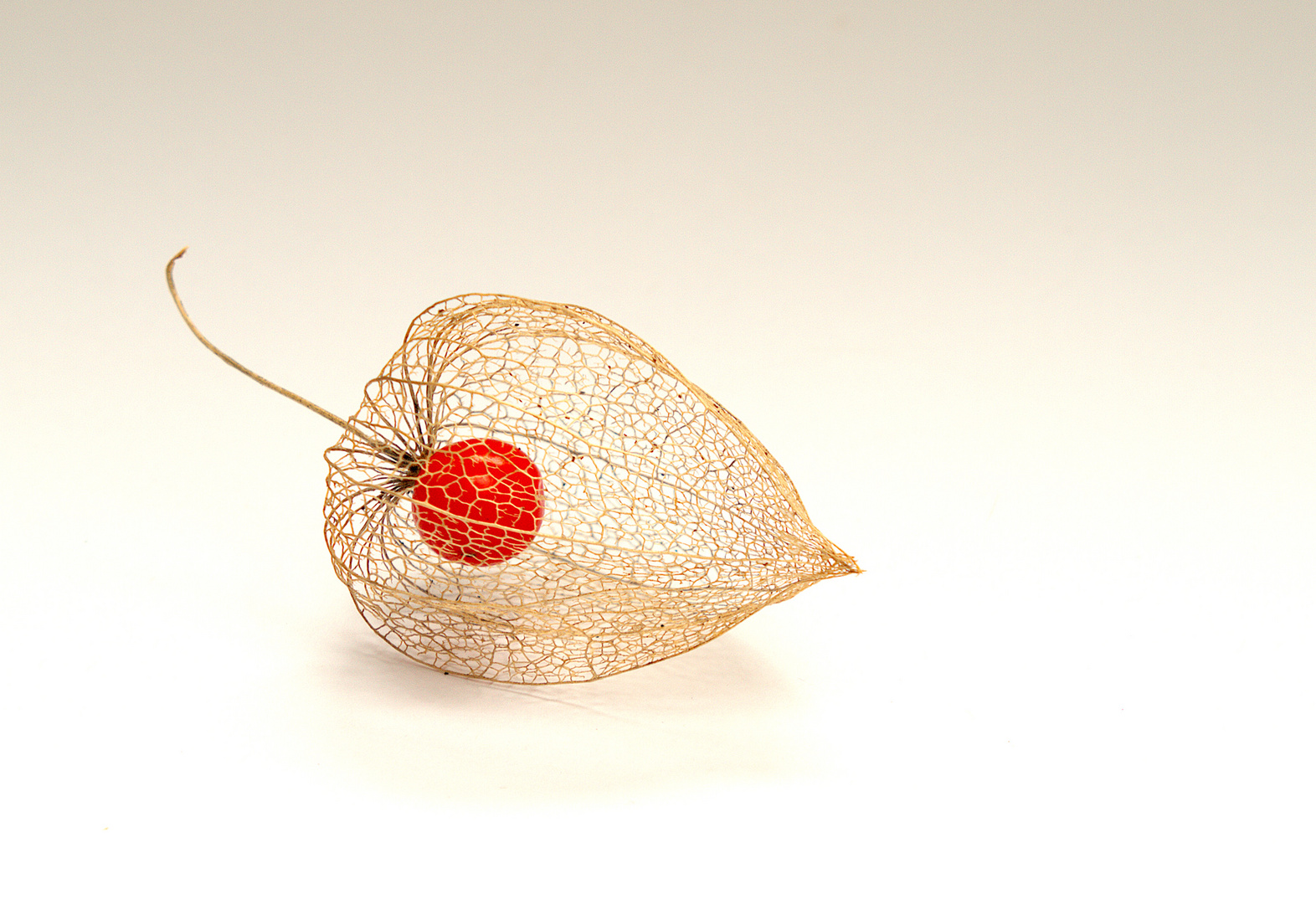 Physalis