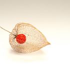 Physalis