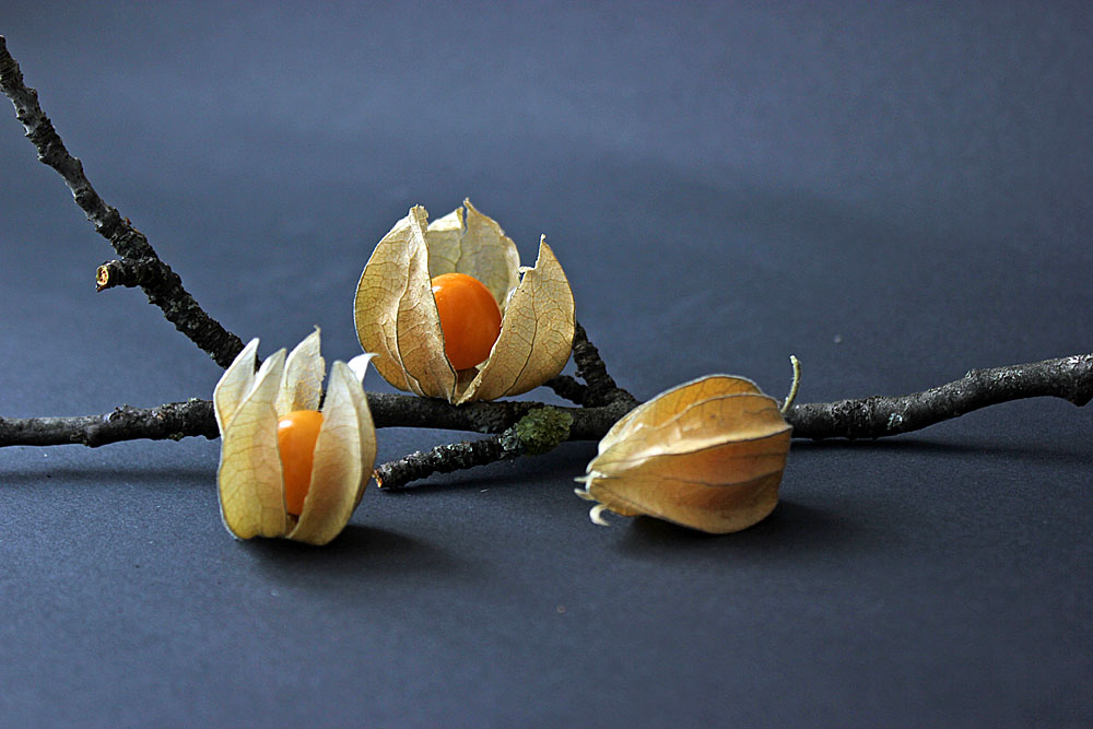 Physalis