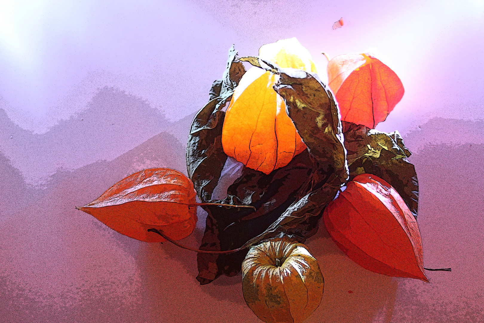 Physalis 3