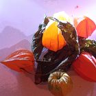 Physalis 3