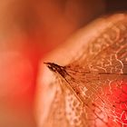 physalis | #3