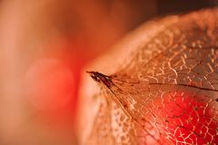 physalis | #3