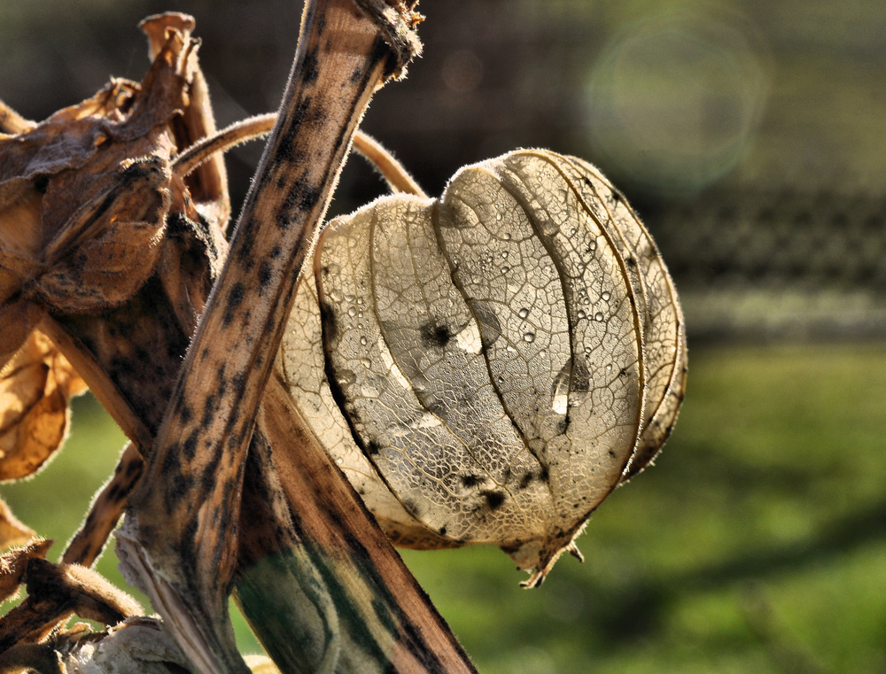 Physalis.....