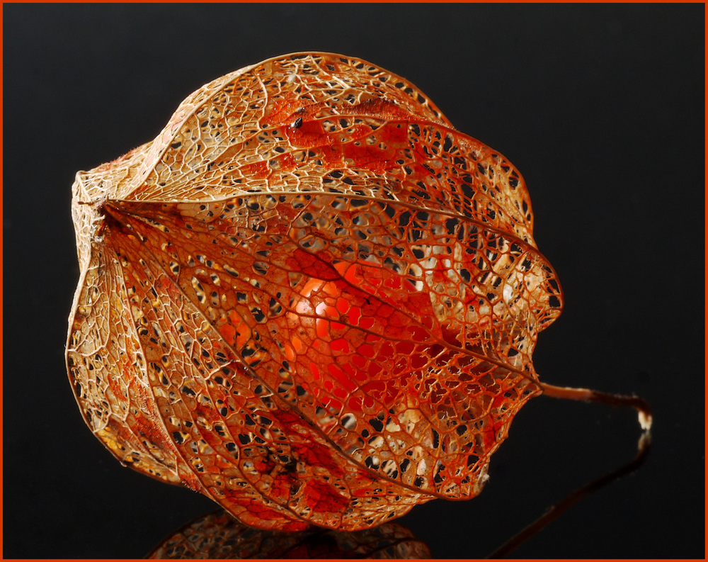 Physalis