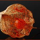 Physalis