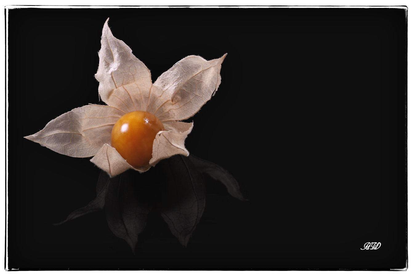 Physalis