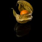 Physalis 33