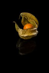 Physalis 33