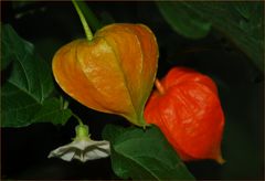 Physalis