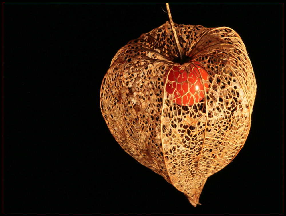 Physalis