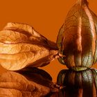 Physalis