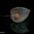 Physalis