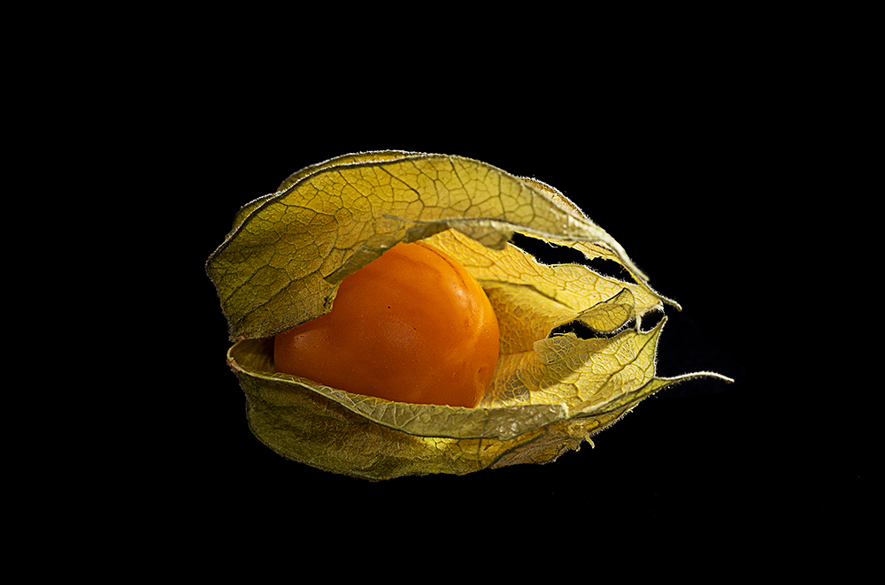 Physalis