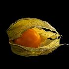 Physalis