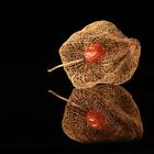 Physalis