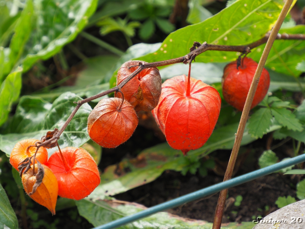 Physalis