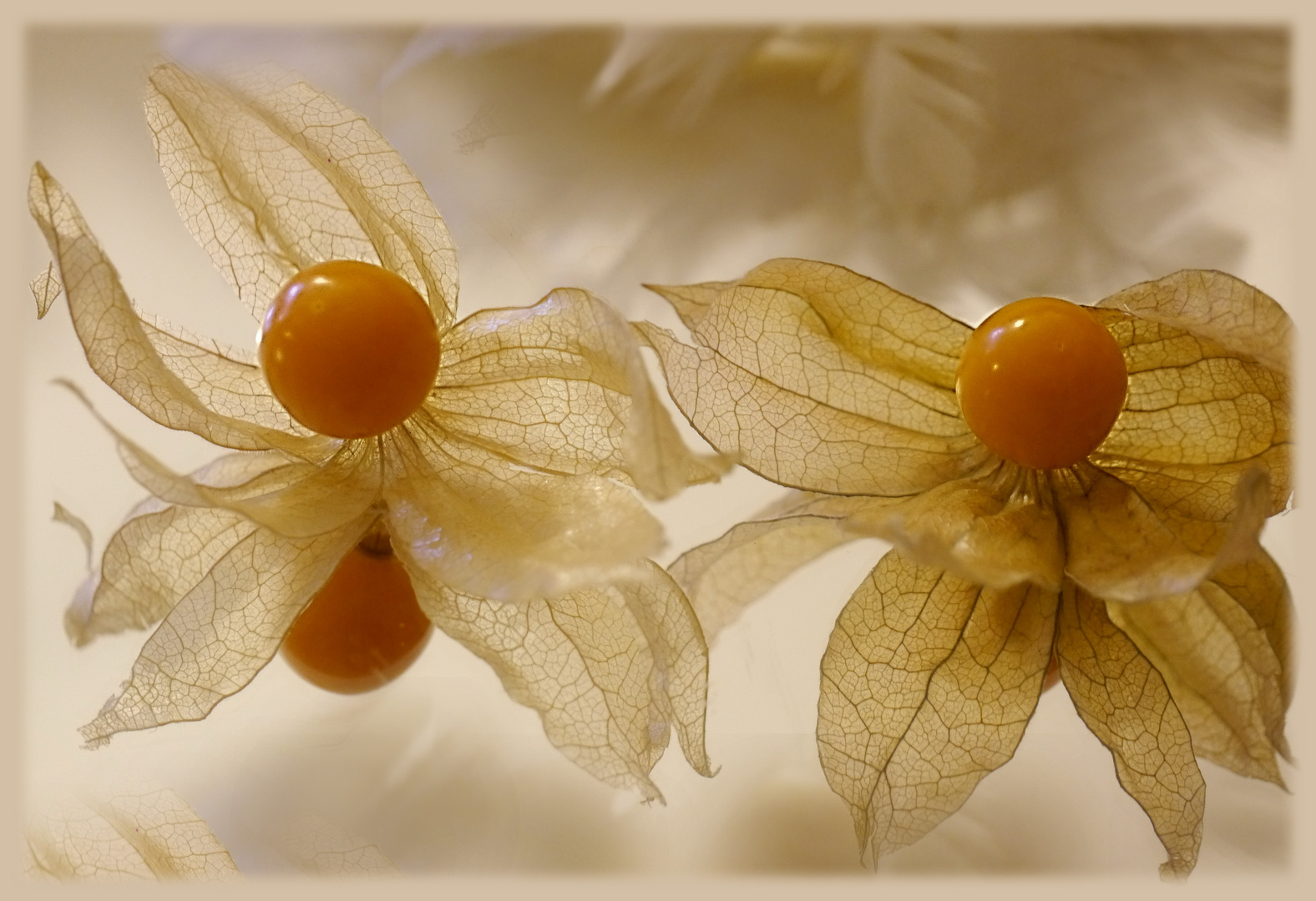 Physalis ...